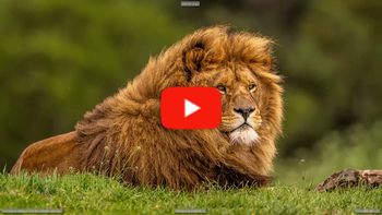 T&eacute;l&eacute;chargeur de fond d'&eacute;cran - t&eacute;l&eacute;chargement et Affichage des fonds d'&eacute;cran de la [Animals] cat&eacute;gorie